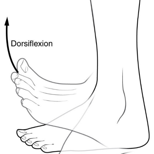 Got Dorsiflexion? | Ankle Mobility for Squat | Duncan Sports Therapy